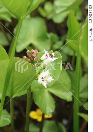 水生植物・ミツガシワの可憐な花と蕾・縦位置 12908532
