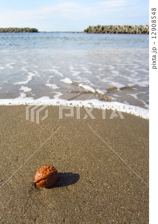 秋の浜辺 12908548