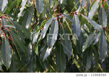 エゾユズリハ エゾユズリハ 12908560