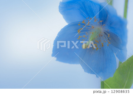 ヒマラヤの青いケシの花 ヒマラヤの青いケシの花 12908635