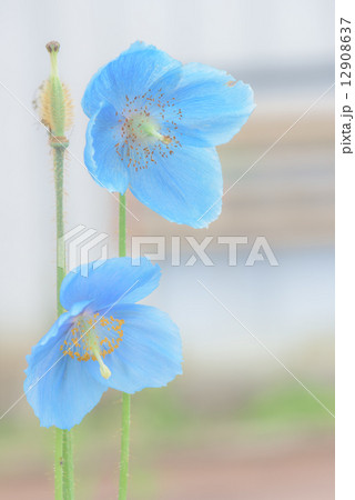 ヒマラヤの青いケシの花の写真素材