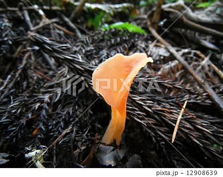 ニカワジョウゴタケ(幼菌) ニカワジョウゴタケ(幼菌) 12908639