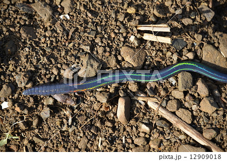 シーボルトミミズ 12909018