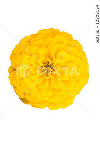 黄色の百日草 12909194