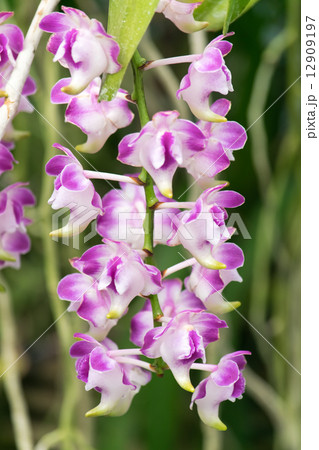 エリデス・ロレンセアエ, フィリピン 12909197