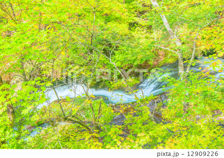 竜頭の滝 竜頭の滝 12909226