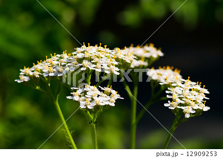 ノコギリソウ、ヤロウホワイト、キク科、本州～北海道 12909253