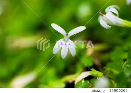 マルバハタケムシロ、キキョウ科、琉球、絶滅危惧IＢ類 EN 12909262