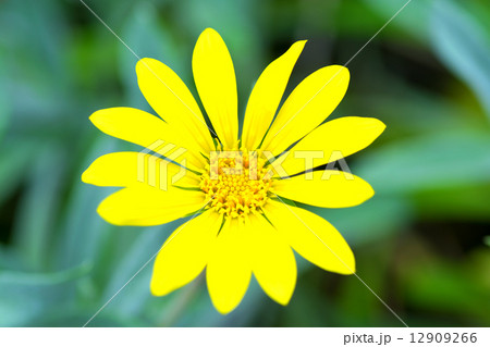 ガザニア・リゲンス,、ガザニア・レモンタルト、蛇の目勲章菊、キク科、南アフリカ 12909266