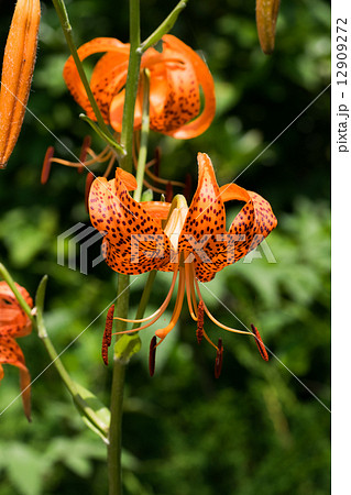 コオニユリ、ユリ科、日本固有種 12909272