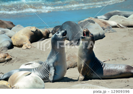 Seal in Big Sur 12909396
