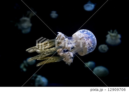 White spotted sea jelly White spotted sea jelly 12909706