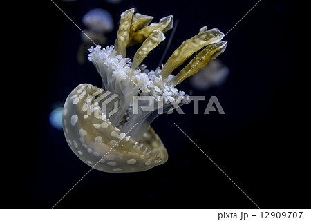 White spotted sea jelly White spotted sea jelly 12909707