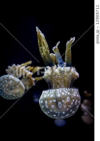 White spotted sea jelly White spotted sea jelly 12909711