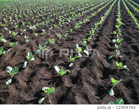 春キャベツを植えました 12909760
