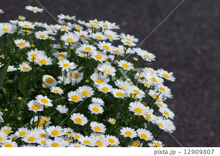 クリサンセマム ノースポール お日様を追いかます。 クリサンセマム ノースポール お日様を追いかます。 12909807