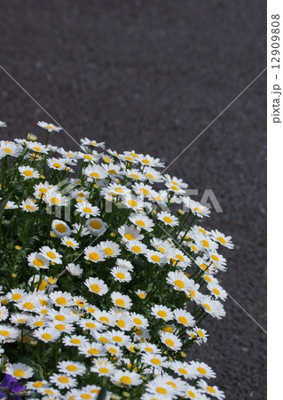 クリサンセマム　ノースポール　お日様を追いかます。 12909808