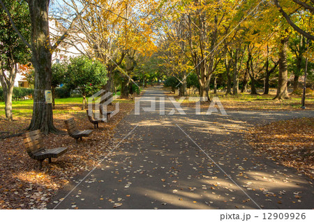 東京都新宿区の戸山公園 東京都新宿区の戸山公園 12909926