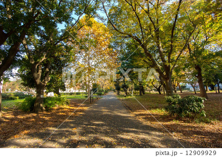 東京都新宿区大久保の戸山公園 東京都新宿区大久保の戸山公園 12909929