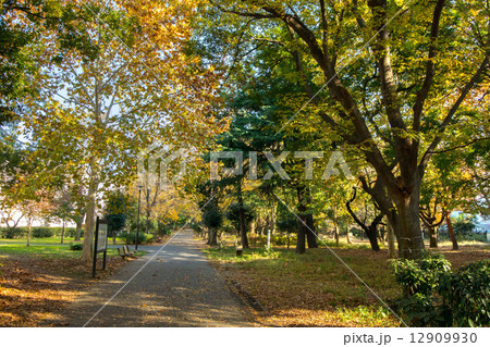 東京都新宿区大久保の戸山公園 東京都新宿区大久保の戸山公園 12909930