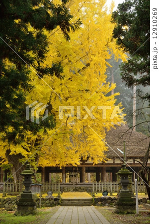 新宮熊野神社の大銀杏 新宮熊野神社の大銀杏 12910269