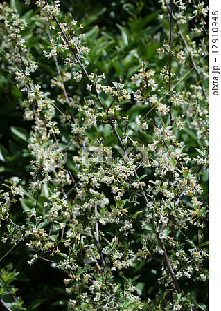 茱萸　グミの花 12910948