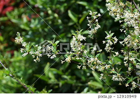 茱萸 グミの花 茱萸 グミの花 12910949