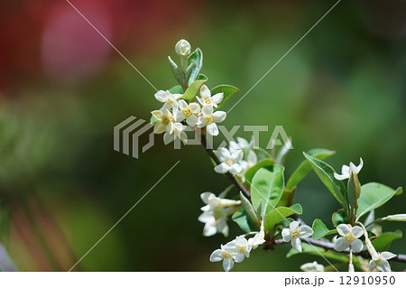 茱萸　グミの花 12910950