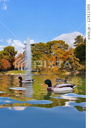 Ducks in pond near Crystal Palace - Madrid 12911309