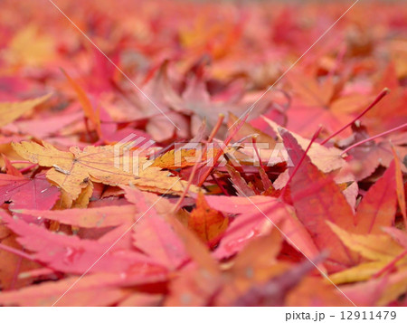 鮮やかに燃え上がる紅葉の落葉(モミジ) 鮮やかに燃え上がる紅葉の落葉(モミジ) 12911479
