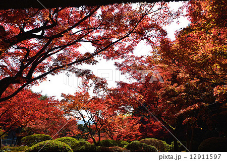 モミジ風景 モミジ風景 12911597