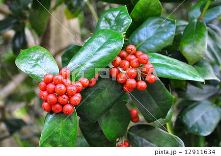 シナヒイラギ実 12911634