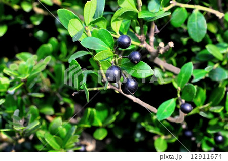 イヌツゲ実 イヌツゲ実 12911674