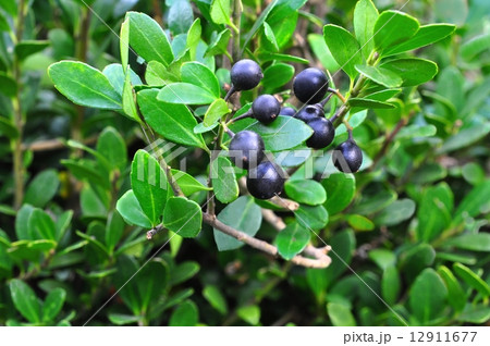 イヌツゲ実 12911677