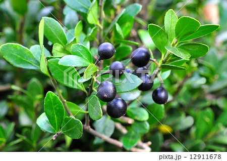 イヌツゲ実 イヌツゲ実 12911678