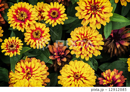 Zinnia elegans (Zinnia swizzle scarlet yellow) 12912085