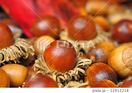 アベマキ団栗 アベマキ団栗 12912218