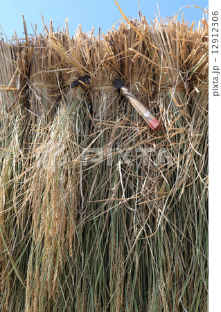 稲掛けにさした鎌 12912306