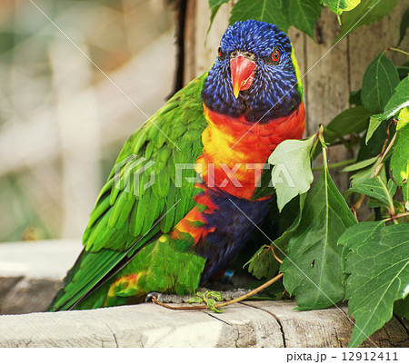 Rainbow lorikeet (Trichoglossus haematodus) 12912411