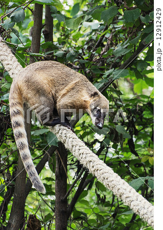 Ring-tailed coati (Nasua nasua) 12912429