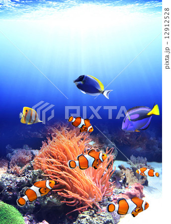 Sea anemone and clown fish 12912528