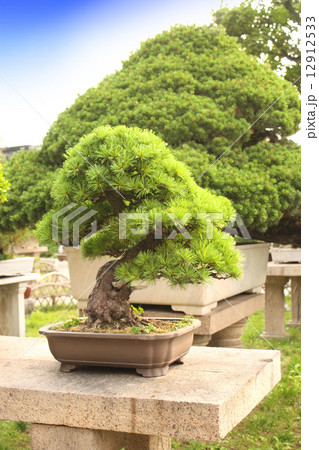 Bonsai in Humble Administrator's Garden, Suzhou, China Bonsai in Humble Administrator's Garden, Suzhou, China 12912533
