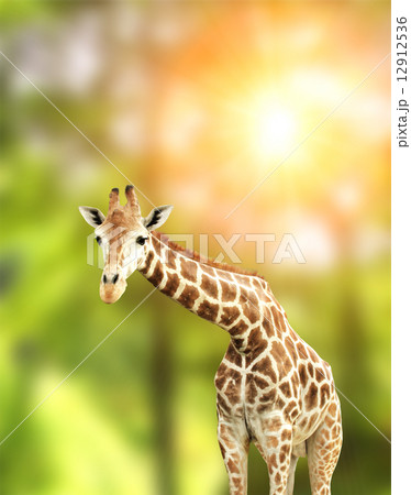 Giraffe 12912536