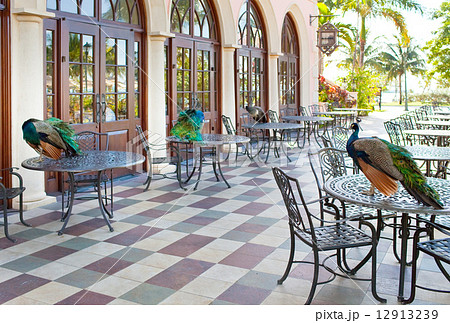 Peacocks on little tables in street cafe in tropics Peacocks on little tables in street cafe in tropics 12913239