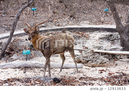 Deer with big horns on sand 12913633