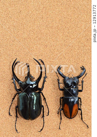 コーカサスオオカブトとセアカフタマタクワガタ コルク背景の写真素材