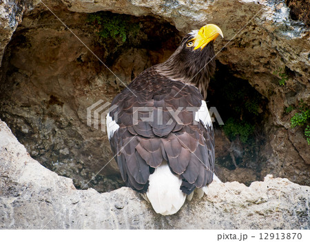 Stellers sea eagle Stellers sea eagle 12913870