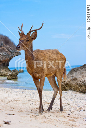 Deer standing on a sandy beach near to seacoast.. 12913971
