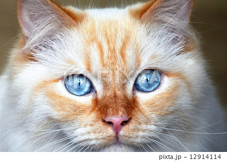 青い目の猫 顔面アップの写真素材