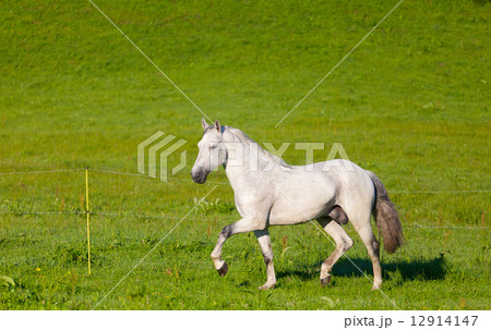gray horse is grazed in the electroshepherd gray horse is grazed in the electroshepherd 12914147